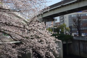 江戸川公園の桜