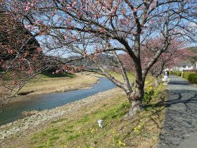 青野川の河津桜