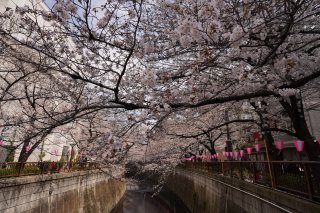 目黒川