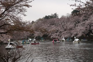 井の頭公園