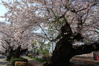 呑川緑道